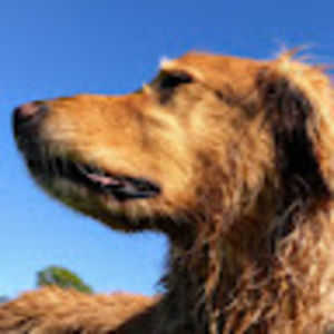 Meet your Posher, Bill